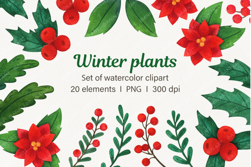 winter-plants-watercolor-clipart