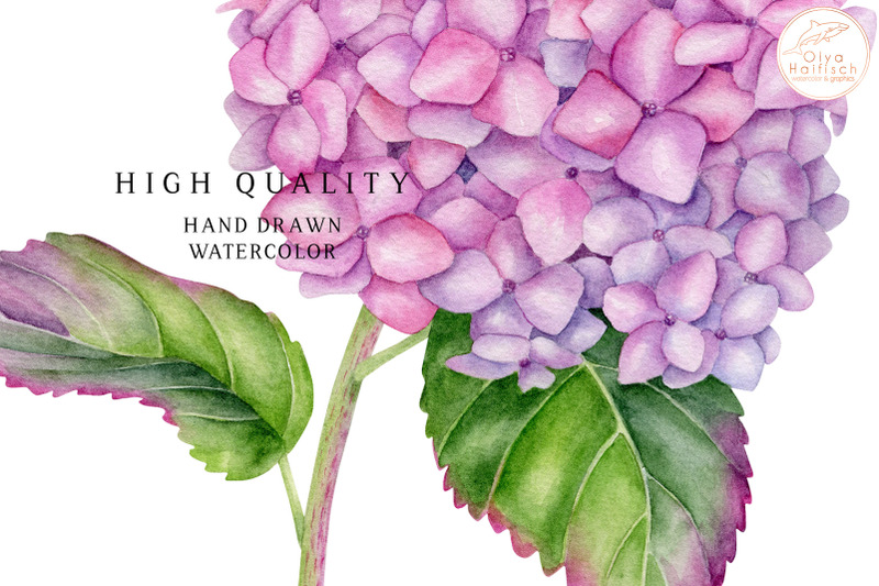 watercolor-hydrangea-clipart-pink-flower-sublimation-png-file