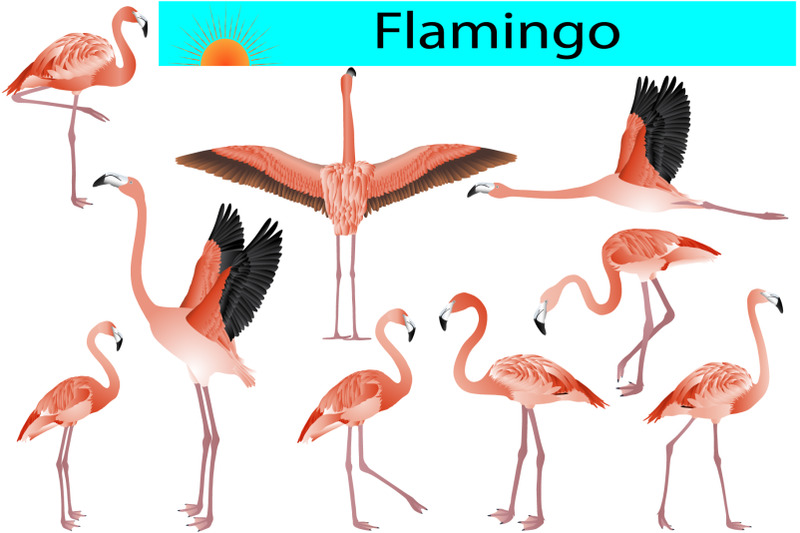 flamingo-colour