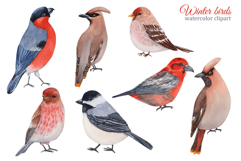 winter-birds-watercolor-clipart-christmas-png-winter-greenery-and-pl