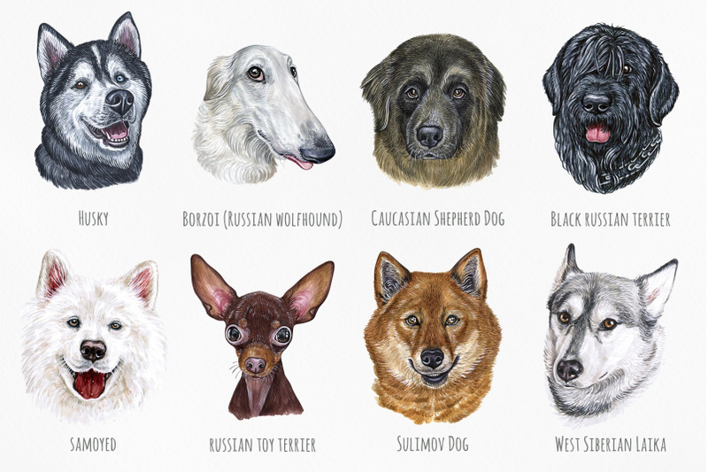 russian-dogs-watercolor-set-8-dogs-breeds-illustrations