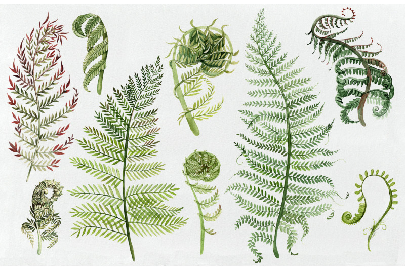 watercolor-fern-collection