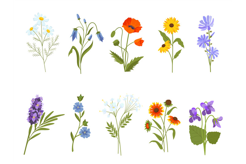 blooming-wild-flowers-chamomile-poppy-violet-lavender-and-bluebell