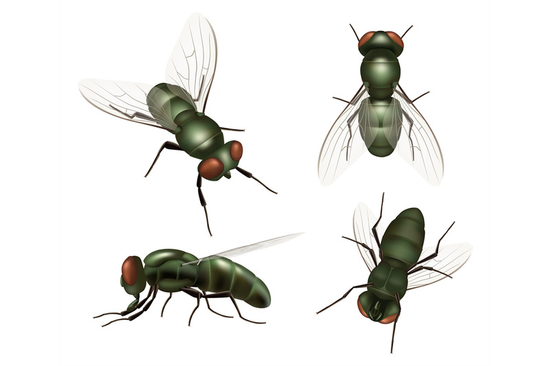 fly-insect-realistic-house-bugs-and-mosquito-decent-vector-illustrati