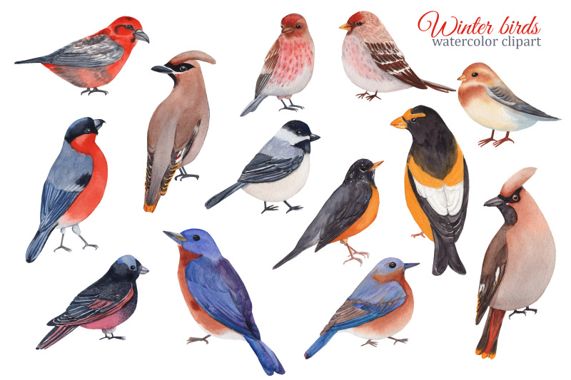 winter-birds-watercolor-clipart