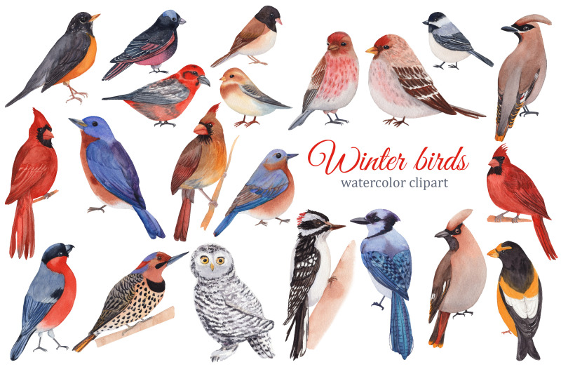 winter-birds-watercolor-clipart