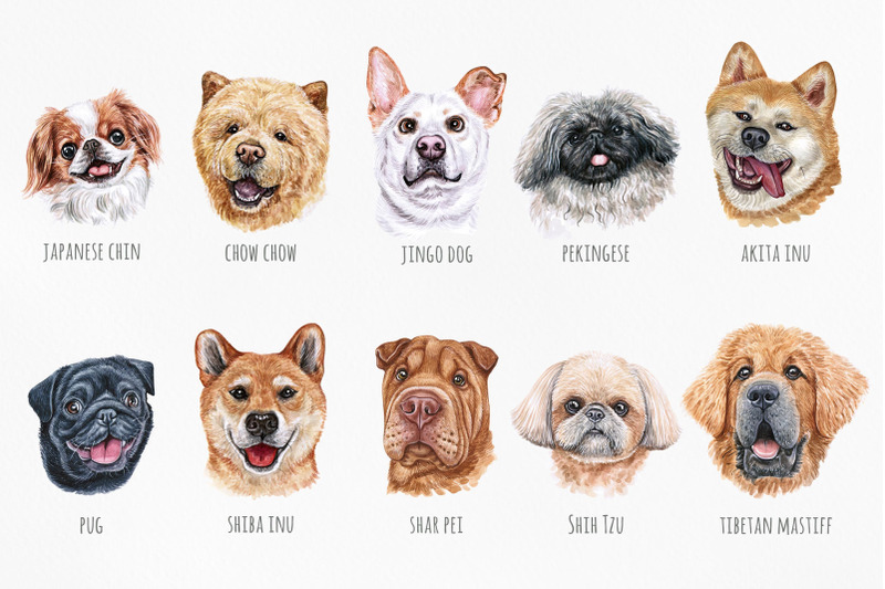 asian-dog-breeds-watercolor-10-dogs-illustrations