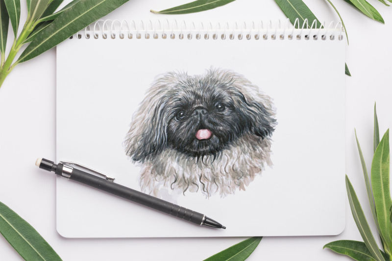 asian-dog-breeds-watercolor-10-dogs-illustrations