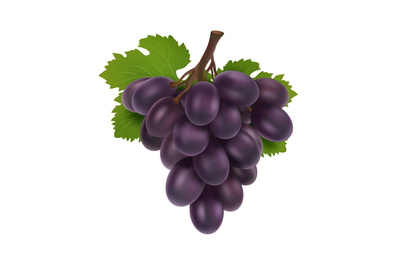 black-grape-3d-bunch-of-grapes-realistic-fruit-with-leaves-isolated