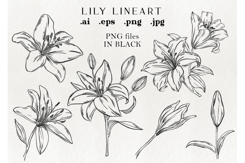 lily-flower-clip-art-hand-drawn-lily-illustrations-floral-clipart