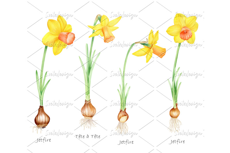 watercolor-daffodils-clipart-set-hand-painted-spring-flowers-png