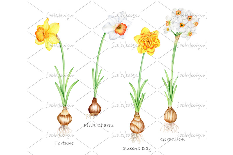 watercolor-daffodils-clipart-set-hand-painted-spring-flowers-png