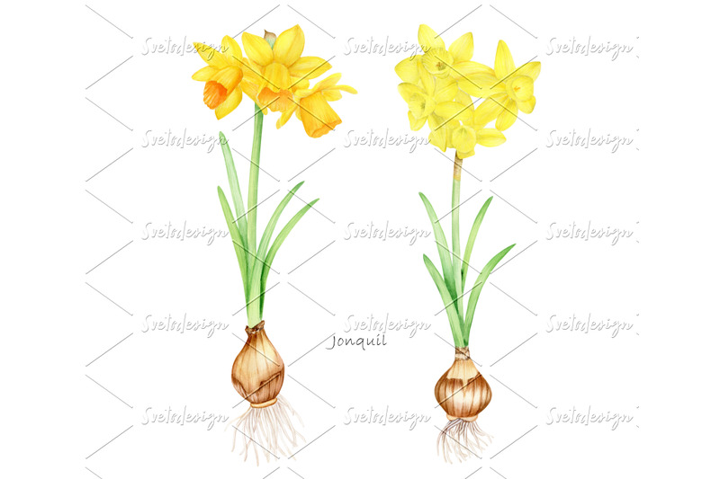 watercolor-daffodils-clipart-set-hand-painted-spring-flowers-png