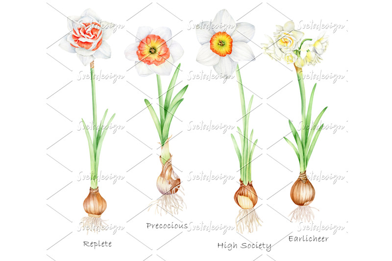 watercolor-daffodils-clipart-set-hand-painted-spring-flowers-png