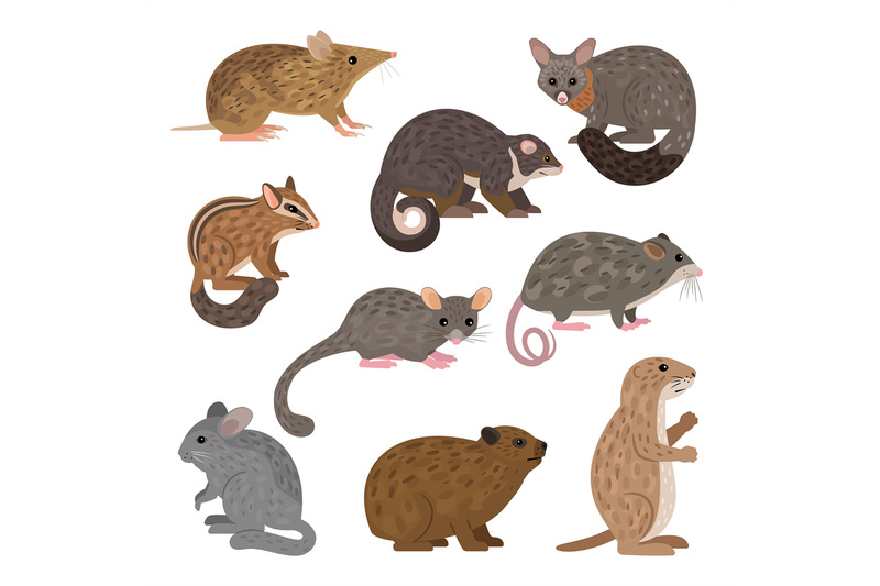 african-carnivores-animals-leadbeater-possum-chinchilla-chipmunk-prai