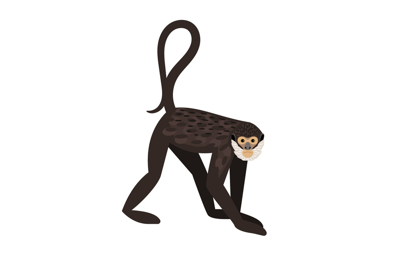 monkey-with-tail