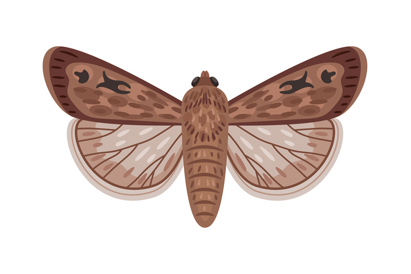 cartoon-exotic-moth