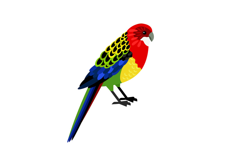 colorful-tropical-parrot