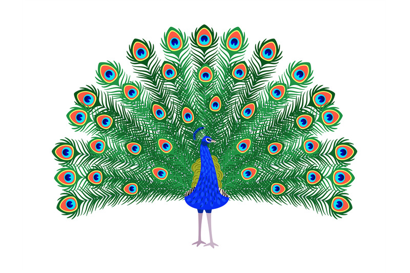 beautiful-peacock-cartoon-bird