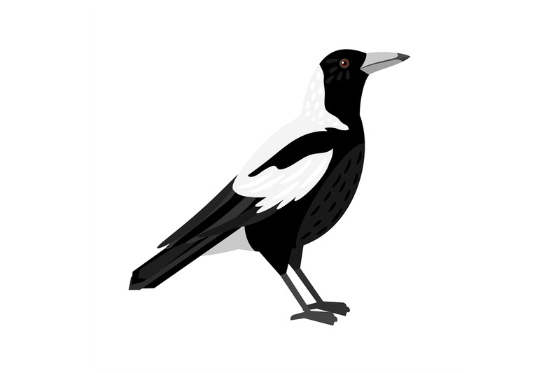 traditional-magpie-bird