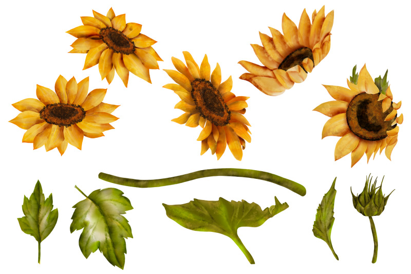 sunflower-yellow-flowers-clipart