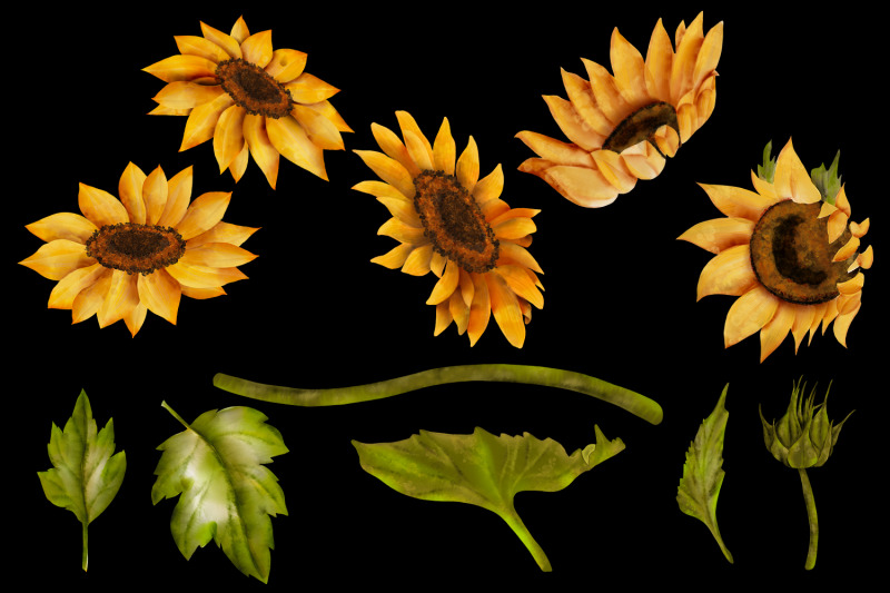 sunflower-yellow-flowers-clipart