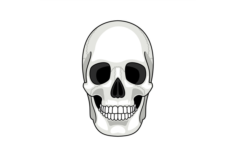 skull-bone-face-gray-cartoon-smiling-cute-human-skeleton-head-isolate