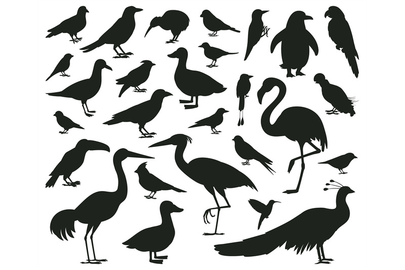 cartoon-birds-silhouettes-black-pigeon-toucan-and-parrot-characters