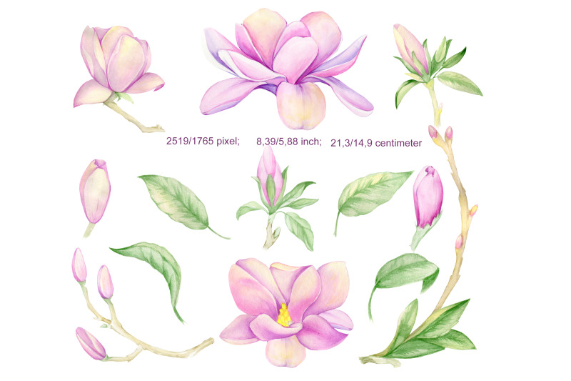 watercolor-magnolia-magnolia-clipart-floral-clip-art-wedding-invita
