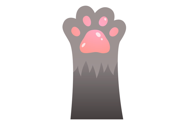 cat-paw-cute-smoky-fur-with-pink-toes