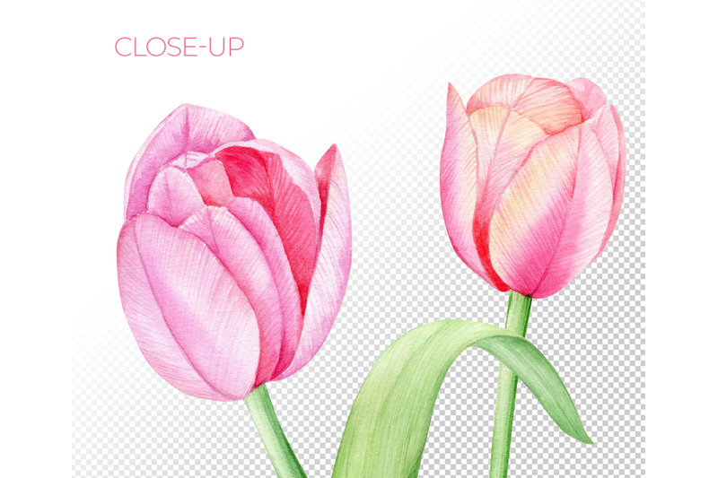 watercolor-tulips-clipart-hand-painted-spring-pink-red-tulips-png