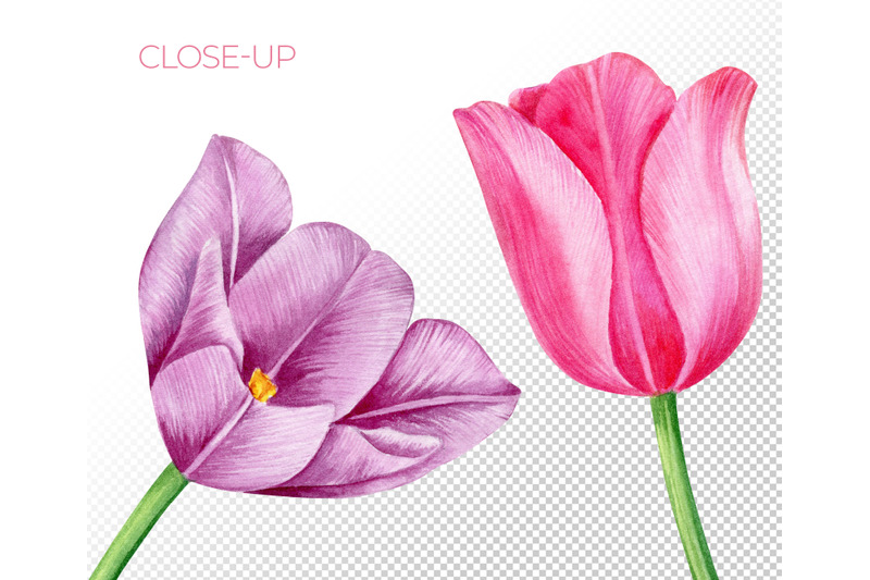 watercolor-tulips-clipart-hand-painted-spring-pink-red-tulips-png