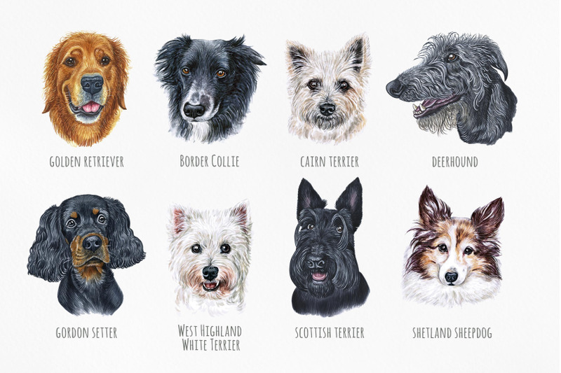 scottish-dogs-watercolor-set-8-dogs-breeds-illustrations