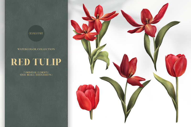 red-tulip-flowers-hand-drawn-watercolor-clipart-set