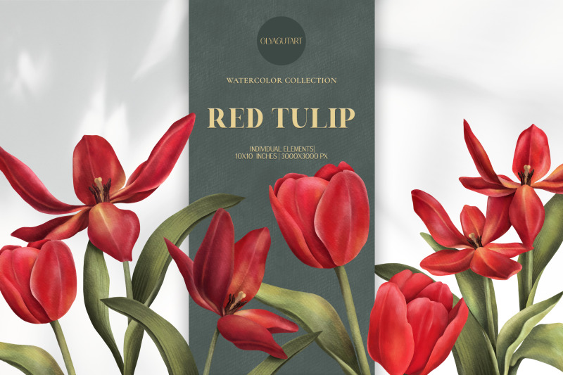 red-tulip-flowers-hand-drawn-watercolor-clipart-set