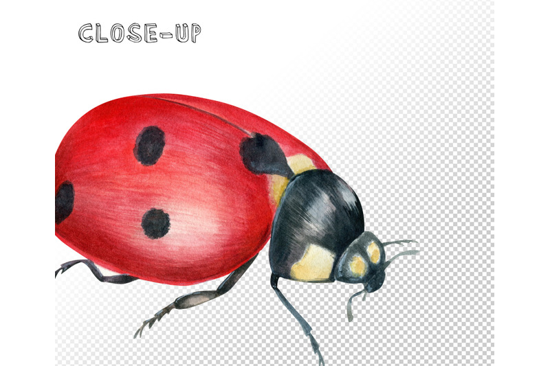 watercolor-ladybugs-clipart-bug-coccinellidae-bug-catching-beetles