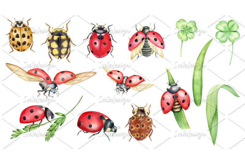 watercolor-ladybugs-clipart-bug-coccinellidae-bug-catching-beetles