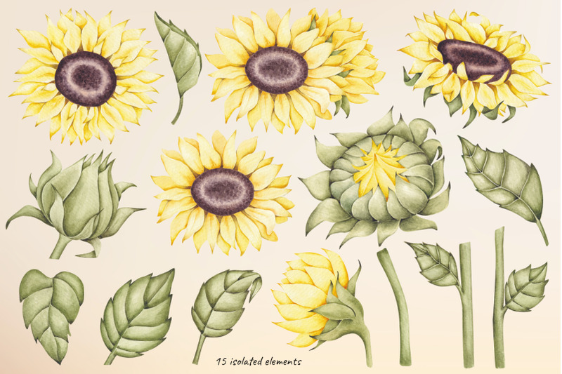 watercolor-clipart-sunflowers
