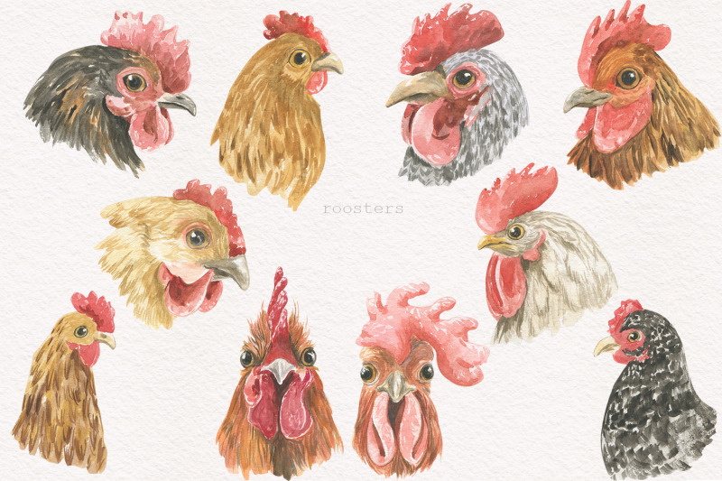 hens-and-roosters