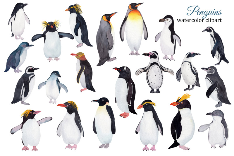 penguins-watercolor-clipart-winter-birds-png