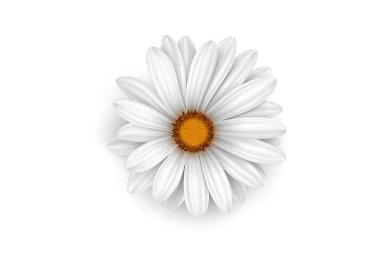 camomile-flower-vector