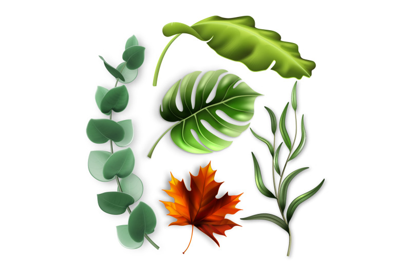 forest-tree-and-tropic-bush-leaves-set-vector