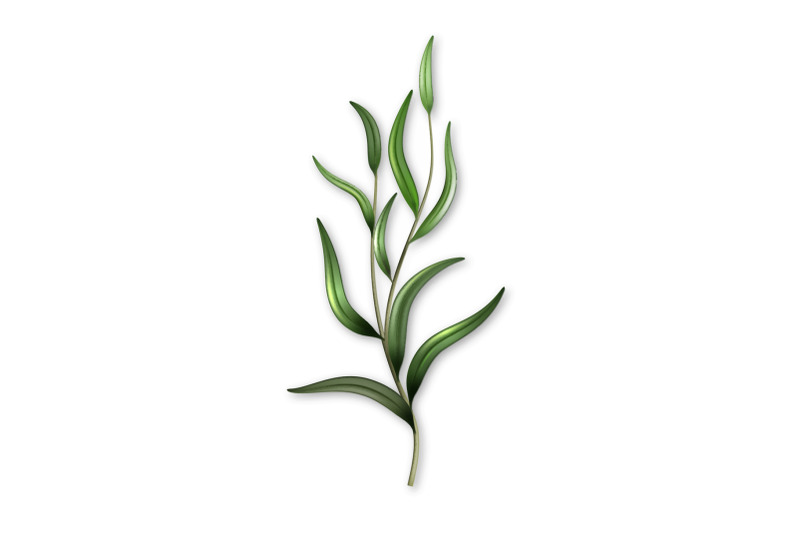 rosemary-branch-natural-culinary-ingredient-vector