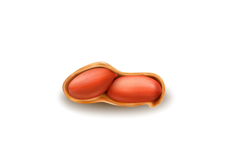 peanuts-nut-in-crashed-shell-natural-snack-vector