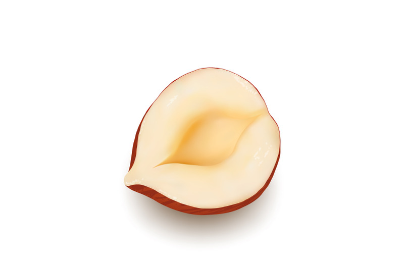 hazelnut-nut-kernel-cut-piece-tasty-food-vector