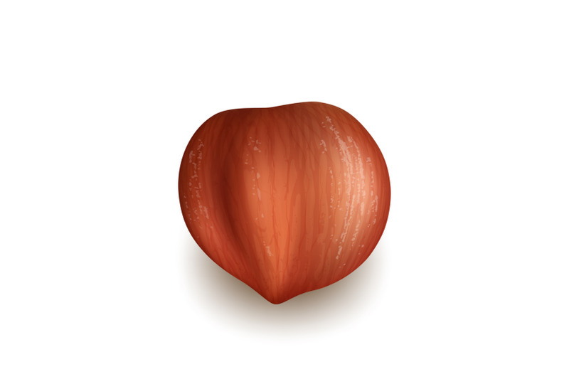 hazelnut-natural-nut-kernel-delicious-food-vector