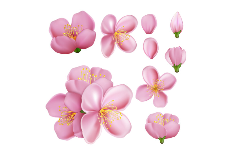 sakura-flower-blossom-branch-vector