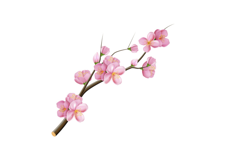 sakura-branch-flower-blossom-vector