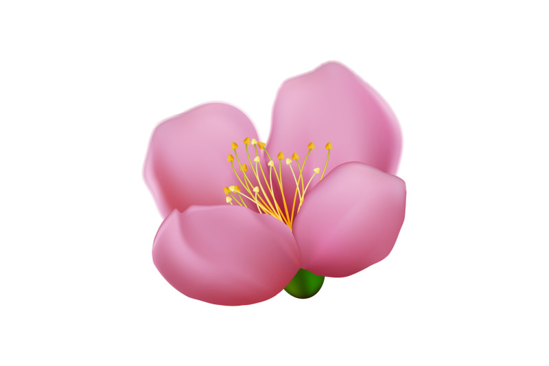 sakura-flower-cherry-vector