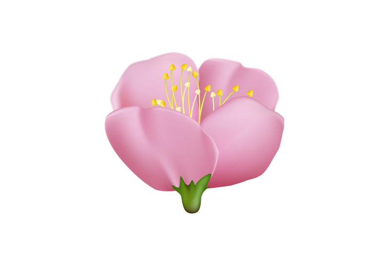 sakura-flower-cherry-vector